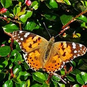 Tistelsommerfugl (Vanessa cardui)