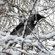 Kråke (Corvus cornix)