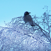 Kråke (Corvus cornix)