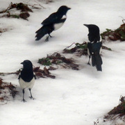 Skjære (Pica pica)