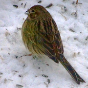 Gulspurv (Emberiza citrinella)