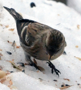 Brunsisik (Carduelis cabaret)