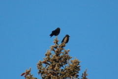 Kaie (Corvus monedula)