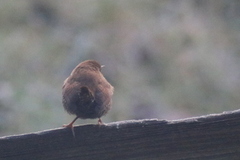 Gjerdesmett (Troglodytes troglodytes)