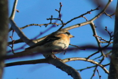 Bjørkefink (Fringilla montifringilla)