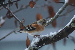 Bjørkefink (Fringilla montifringilla)