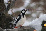 Flaggspett (Dendrocopos major)