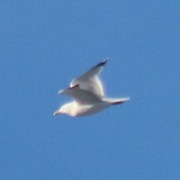 Gråmåke (Larus argentatus)