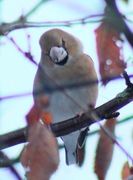 Kjernebiter (Coccothraustes coccothraustes)