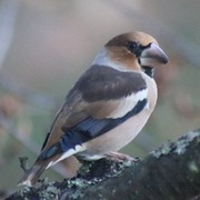 Kjernebiter (Coccothraustes coccothraustes)