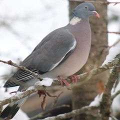 Ringdue (Columba palumbus)