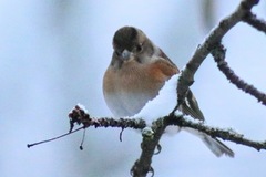 Bjørkefink (Fringilla montifringilla)