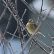 Gulspurv (Emberiza citrinella)