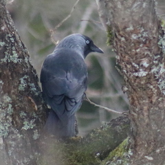 Kaie (Corvus monedula)