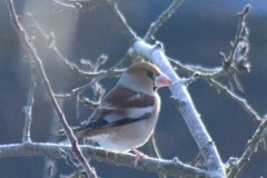 Kjernebiter (Coccothraustes coccothraustes)