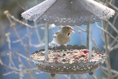 Kjernebiter (Coccothraustes coccothraustes)