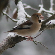 Kjernebiter (Coccothraustes coccothraustes)