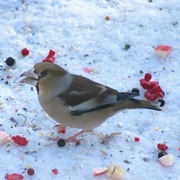 Kjernebiter (Coccothraustes coccothraustes)