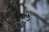 Toppmeis (Lophophanes cristatus)