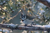 Toppmeis (Lophophanes cristatus)