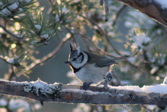 Toppmeis (Lophophanes cristatus)