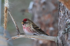 Gråsisik (Carduelis flammea)