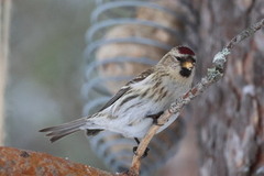 Gråsisik (Carduelis flammea)