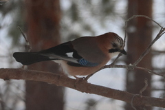 Nøtteskrike (Garrulus glandarius)