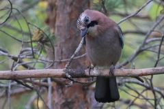 Nøtteskrike (Garrulus glandarius)