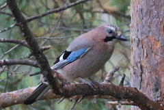 Nøtteskrike (Garrulus glandarius)