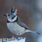 Toppmeis (Lophophanes cristatus)