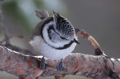 Toppmeis (Lophophanes cristatus)