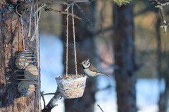 Toppmeis (Lophophanes cristatus)