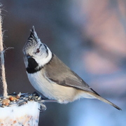 Toppmeis (Lophophanes cristatus)