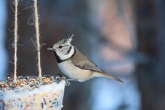 Toppmeis (Lophophanes cristatus)