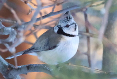 Toppmeis (Lophophanes cristatus)