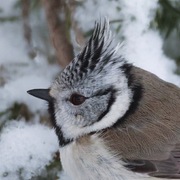 Toppmeis (Lophophanes cristatus)