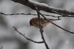 Brunsisik (Carduelis cabaret)