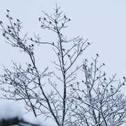 Gråsisik (Carduelis flammea)