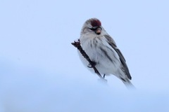 Gråsisik (Carduelis flammea)