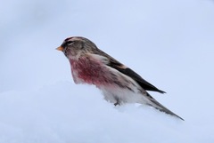 Gråsisik (Carduelis flammea)