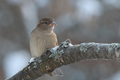 Gråspurv (Passer domesticus)