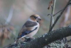 Kjernebiter (Coccothraustes coccothraustes)