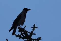 Kråke (Corvus cornix)