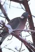 Ringdue (Columba palumbus)