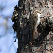 Trekryper (Certhia familiaris)