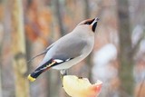 Sidensvans (Bombycilla garrulus)