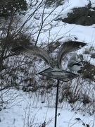 Fiskemåke (Larus canus)