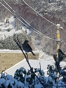 Måltrost (Turdus philomelos)