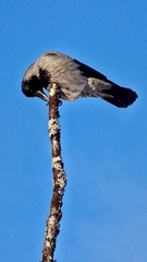 Kråke (Corvus cornix)